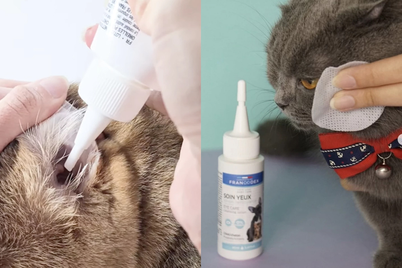 pet cleansing lotions